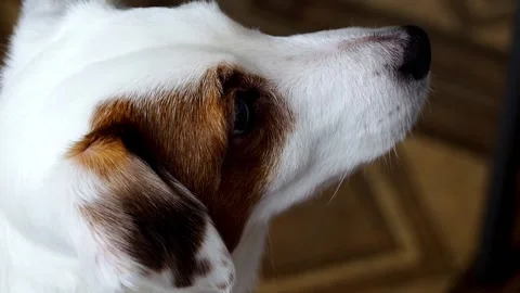Close-up portrait of a good-looking Jack Russell dog. Stock Footage 170352589