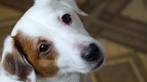 Close-up portrait of a good-looking Jack Russell dog. Stock Footage 170352598