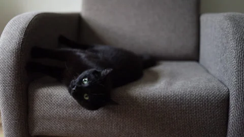 Close-up portrait of a gorgeous black cat looking at the camera. Stock Footage 197816670