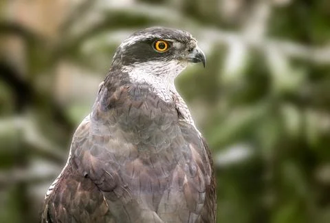 Close-Up Portrait Of A Goshawk Stock Photos