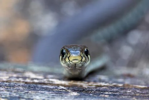 Close-up portrait of a grass snake Natrix natrix. Hypnotic gaze of the snake Stock Photos