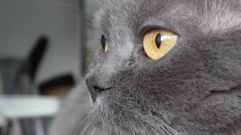 Close-up portrait of a gray British breed cat. Cat's muzzle with big yellow eyes Stock Footage 263092166