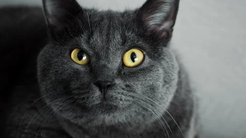 Close-Up Portrait of Gray Cat With Bright Yellow Eyes Vídeo Stock 345292742
