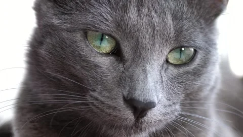 Close-up portrait of a gray cat looking around. beautiful cat look Stock Footage 244508383