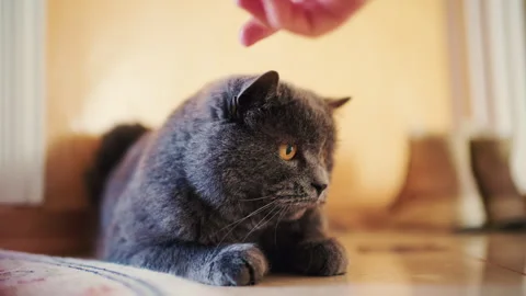 Close up portrait of a gray cat lying comfortably on the floor Stock Footage 329387918
