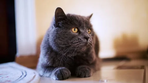 Close up portrait of a gray cat lying comfortably on the floor Stock Footage 329387953