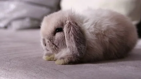 Close-up portrait of a gray lop-eared ra... | Stock Video | Pond5
