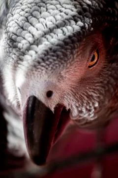 Close-up portrait of a gray parrot Stock Photos