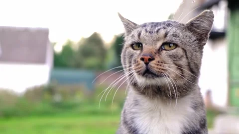 Close-up portrait of a gray tabby cat catches the smell, hiccups and burps Stock Footage 260791548