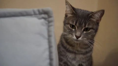 Close-up portrait of a gray young cat sitting quietly on a gray sofa Video stock 307209799