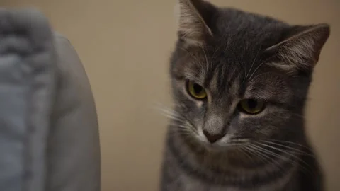 Close-up portrait of a gray young cat sitting quietly on a gray sofa Video stock 307209814
