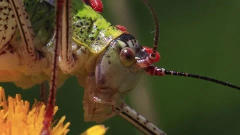 Close-up portrait of a green grasshopper 스톡 동영상 261212917