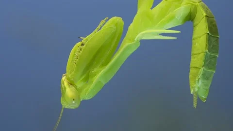 Close-up portrait of green praying mantis hangs on at horny branch of bush on Stock Footage 202754393