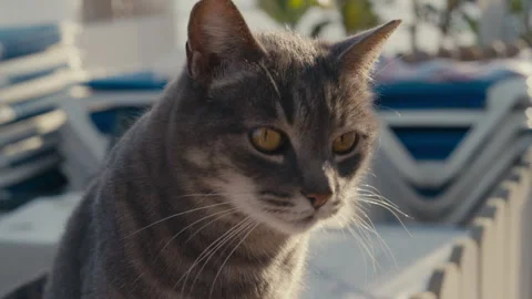 Close-Up Portrait of Grey Cat by Beach Loungers Video stock 331149553