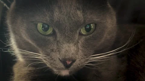 Close-up Portrait of a Grey Cat with Green Eyes - HD Video Stock Footage 340473449