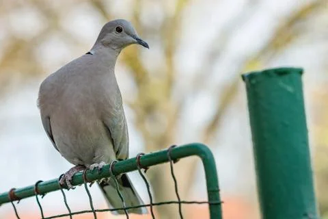Close up portrait of a grey Eurasian collared dove Stock Photos