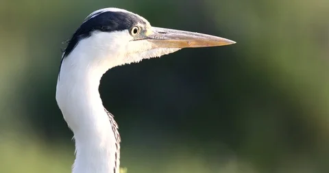 Close-up portrait of Grey Heron (Ardea cinerea) Video stock 124866059