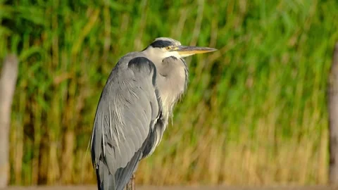 Close-up portrait of grey heron basking in morning sunlight Stock Footage 316030475