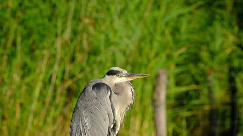 Close-up portrait of grey heron Stock Footage 315845024