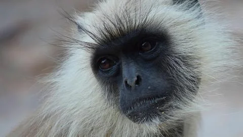 Close up portrait of a grey langur monkey with distinctive facial markings Stock Photos