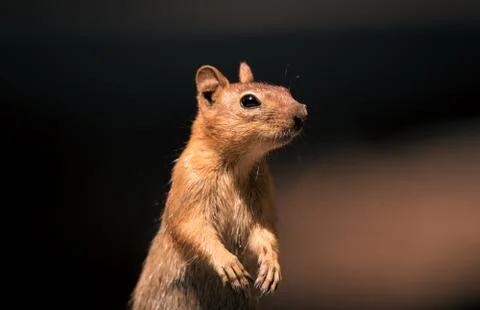 Close up portrait of ground squirrel, plain background,with copy space Stock Photos