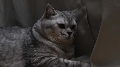 Close-up portrait of a grumpy British Shorthair cat with striking grey tabby Stock Footage 339197871
