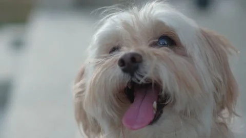 Close-up portrait of a happy panting dog Video stock 333415365