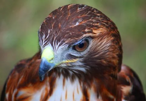 Close up portrait of a harris hawk Stock Photos