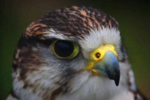 Close up portrait of a harris hawk Stock Photos
