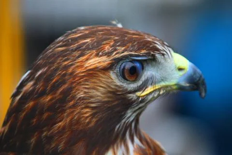 Close up portrait of a harris hawk Stock Photos