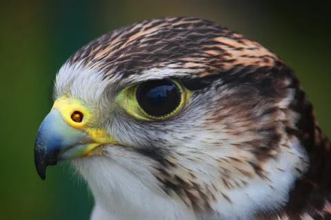 Close up portrait of a harris hawk Stock Photos