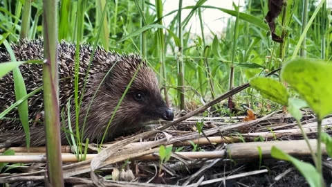 Close-up portrait of hedgehog in green grass Stock Footage 155644708