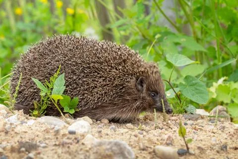 Close-up portrait of a hedgehog Stock Photos