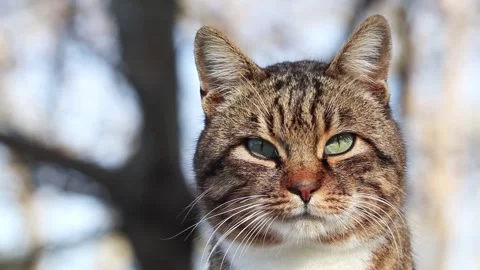 Close-up portrait of homeless cat. Stock Footage 150211665
