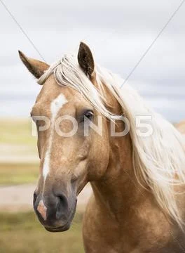 Close up portrait of a horse on the Canadian Prairie. Big Muddy Badlands, Stock Photos