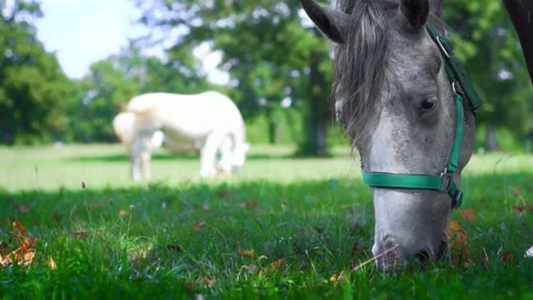 Close-up portrait of Horse grazing on pasture. Farm animals eating fresh juicy Stock Footage
