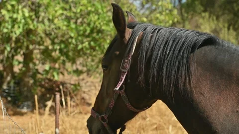 Close-up portrait of a horse with a patterned bridle Stock Footage 291405377