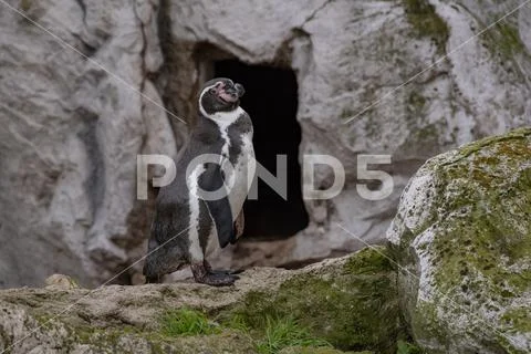 Close up portrait of Humboldt penguin (Spheniscus humboldti) Wildlife photo Stock Photos