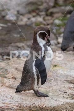 Close up portrait of Humboldt penguin (Spheniscus humboldti) Wildlife photo Stock Photos