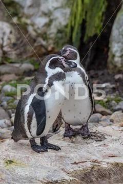 Close up portrait of Humboldt penguin (Spheniscus humboldti) Wildlife photo Stock Photos