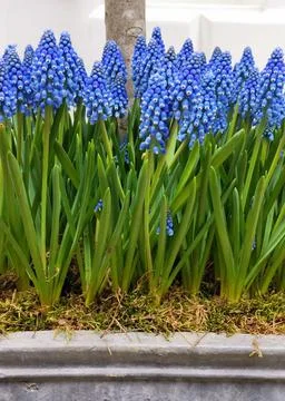 Close up portrait image of blue grape hyacinths in trough Stock Photos
