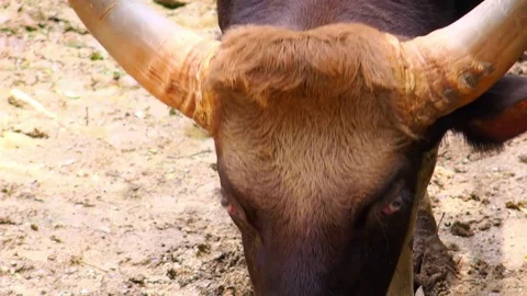 Close up portrait of Indian Gaur (bison) male. Wild animal in its nature Stock Footage 74670896