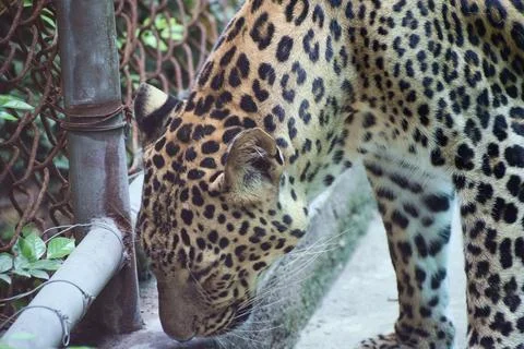 Close portrait of an Indian leopard Fotos Stock