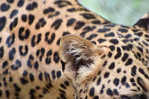 Close portrait of an Indian leopard Stock Photos
