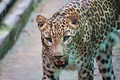 Close portrait of an Indian leopard Fotos Stock