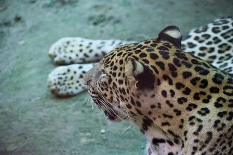 Close portrait of an Indian leopard Stock Photos