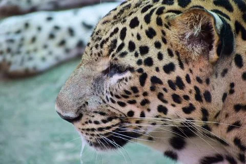 Close portrait of an Indian leopard Fotos Stock