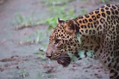 Close portrait of an Indian leopard Fotos Stock