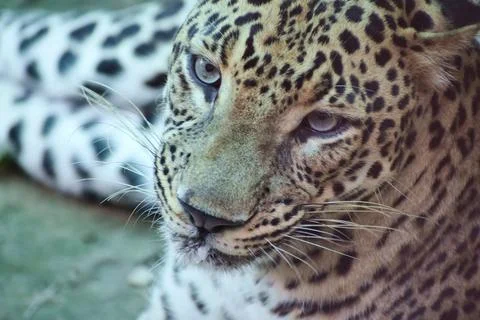 Close portrait of an Indian leopard Fotos Stock
