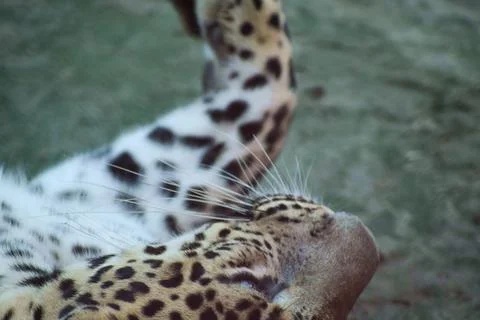 Close portrait of an Indian leopard Fotos Stock